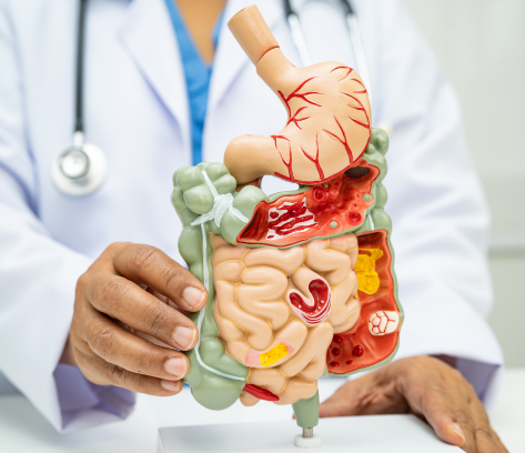 Gut Health & Digestive Care